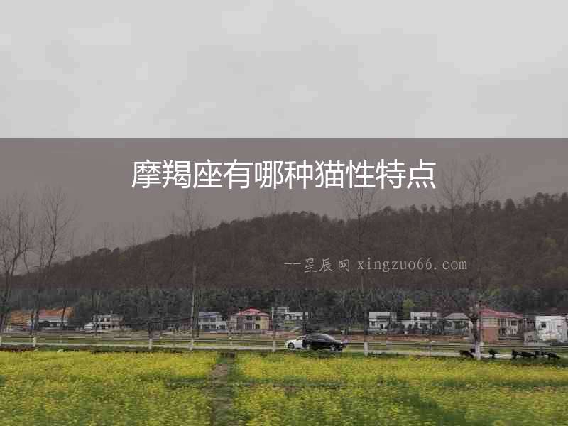 摩羯座有哪種貓性特點