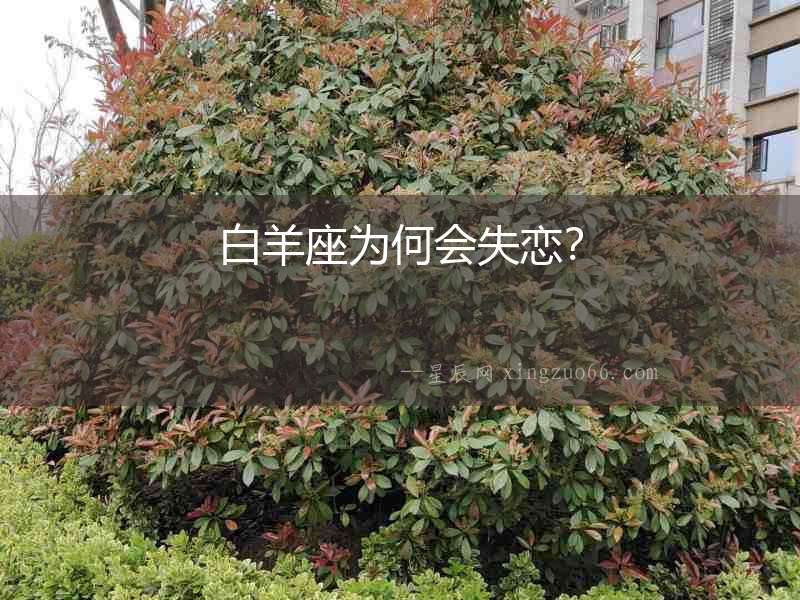 白羊座為何會失戀？