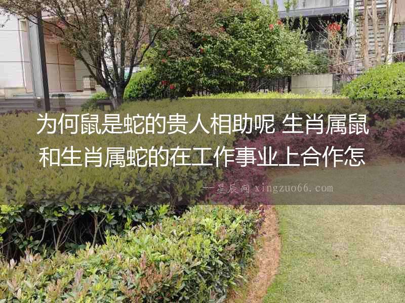 為何鼠是蛇的貴人相助呢 生肖屬鼠和生肖屬蛇的在工作事業(yè)上合作怎么樣