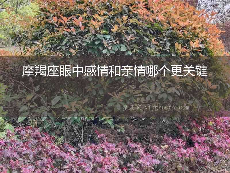 摩羯座眼中感情和親情哪個更關鍵
