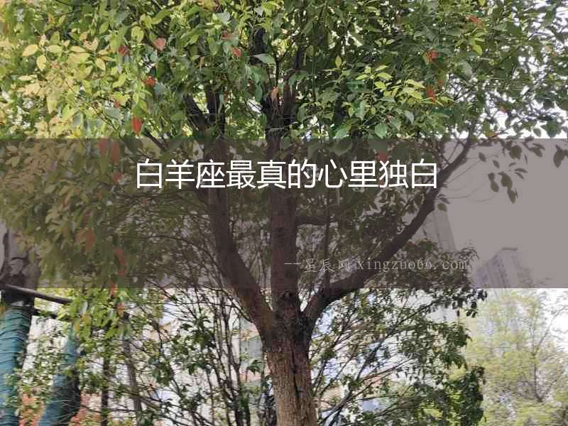 白羊座最真的心里獨(dú)白