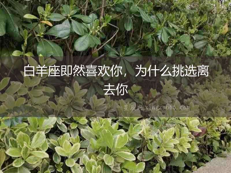 白羊座即然喜歡你，為什么挑選離去你
