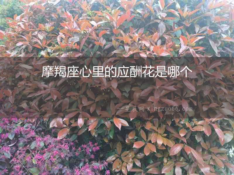 摩羯座心里的應酬花是哪個