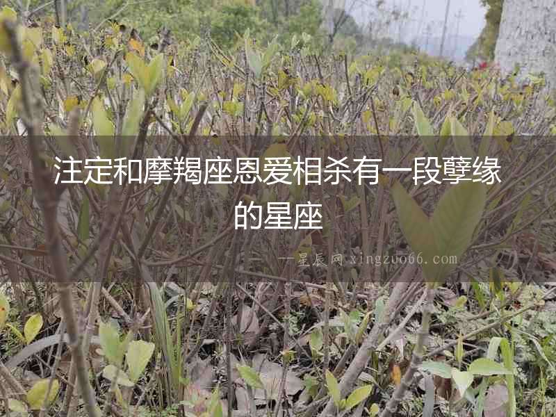注定和摩羯座恩愛相殺有一段孽緣的星座