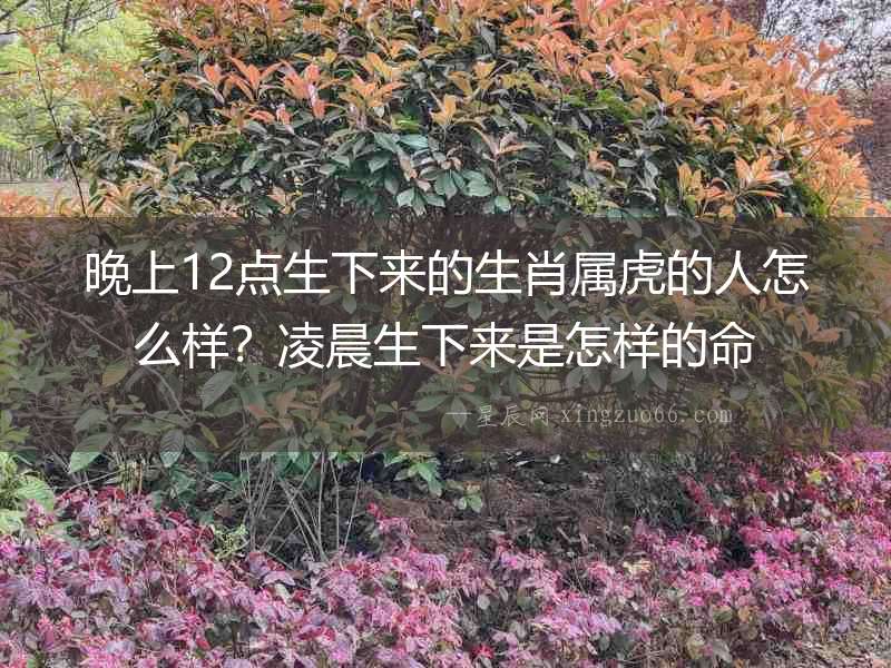 晚上12點(diǎn)生下來(lái)的生肖屬虎的人怎么樣？凌晨生下來(lái)是怎樣的命
