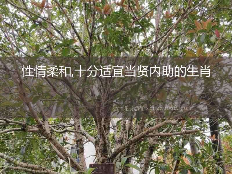 性情柔和,十分適宜當(dāng)賢內(nèi)助的生肖
