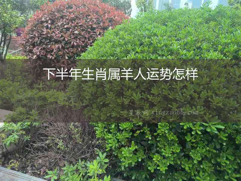 下半年生肖屬羊人運(yùn)勢(shì)怎樣