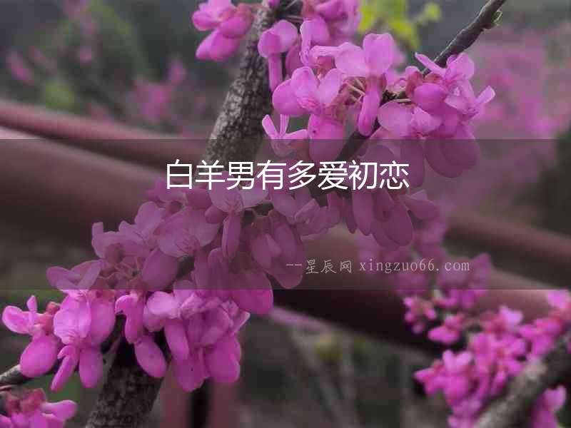 白羊男有多愛初戀