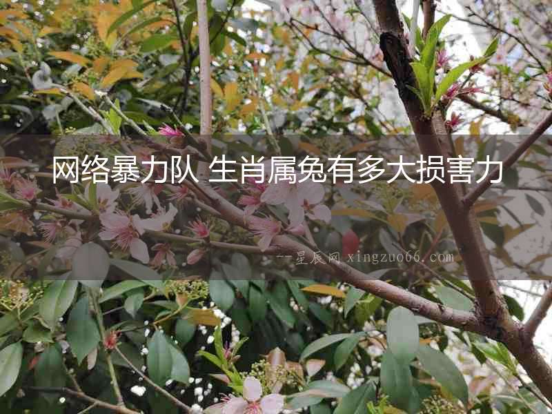 網絡暴力隊 生肖屬兔有多大損害力