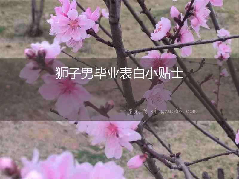 獅子男畢業(yè)表白小貼士