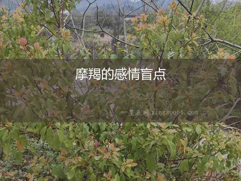 摩羯的感情盲點