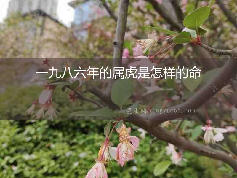 一九八六年的屬虎是怎樣的命