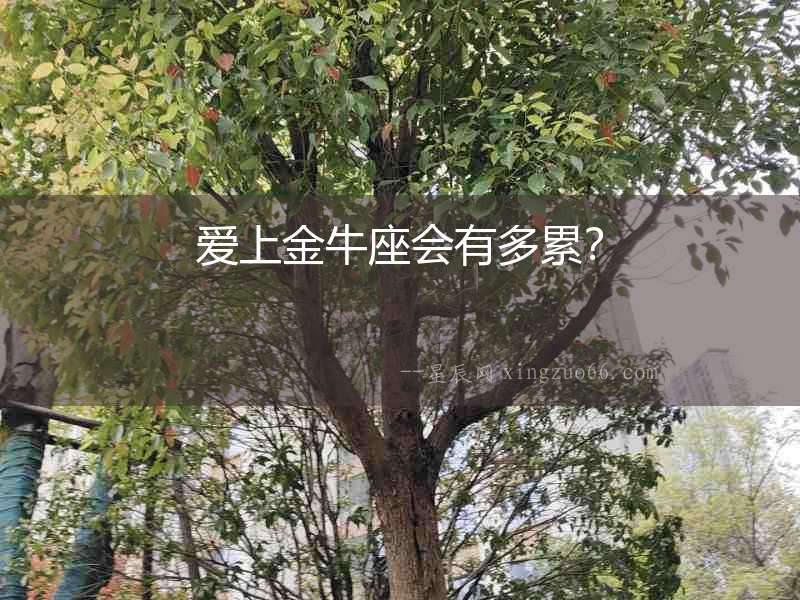 愛上金牛座會有多累？