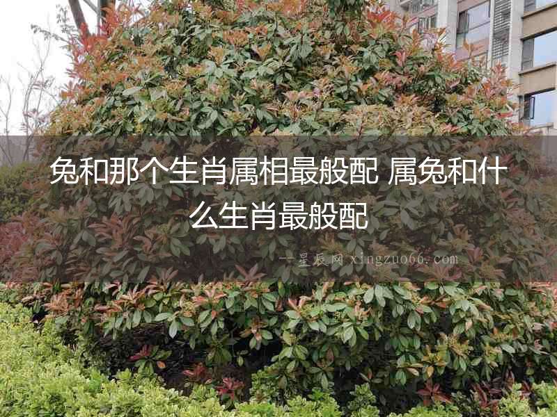 兔和那個生肖屬相最般配 屬兔和什么生肖最般配