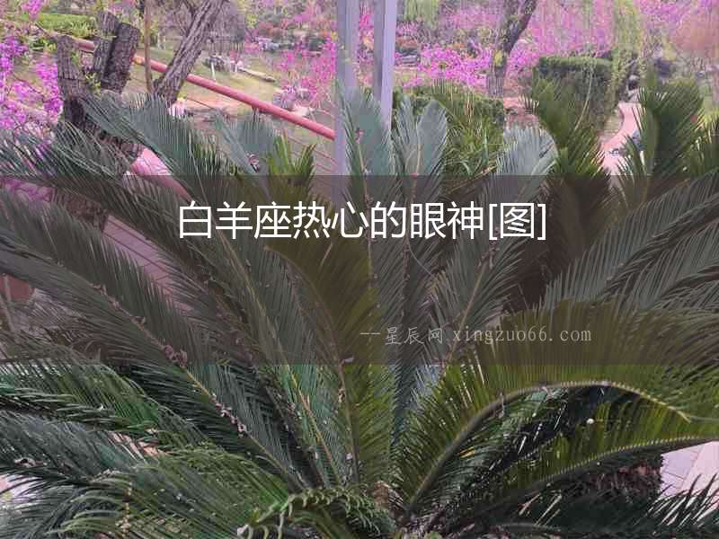 白羊座熱心的眼神[圖]