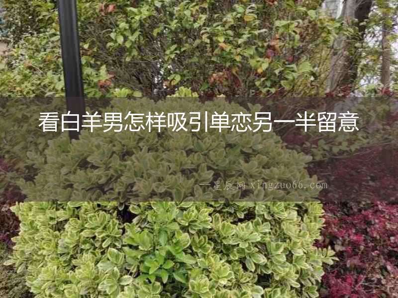 看白羊男怎樣吸引單戀另一半留意