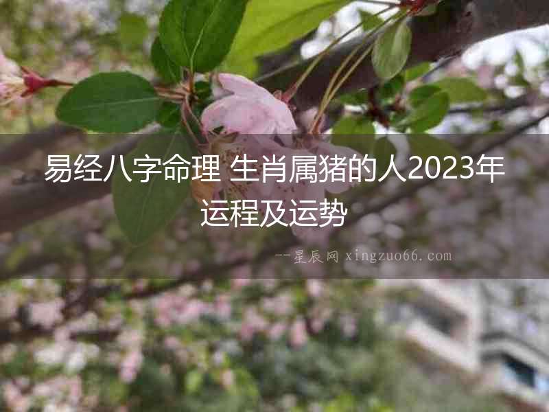 易經八字命理 生肖屬豬的人2023年運程及運勢