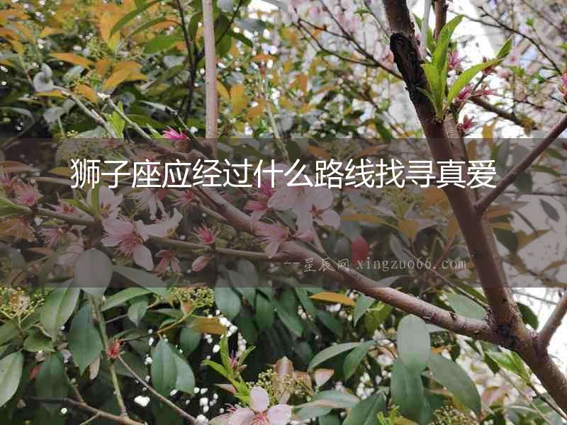 獅子座應(yīng)經(jīng)過什么路線找尋真愛