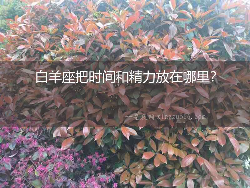 白羊座把時間和精力放在哪里？