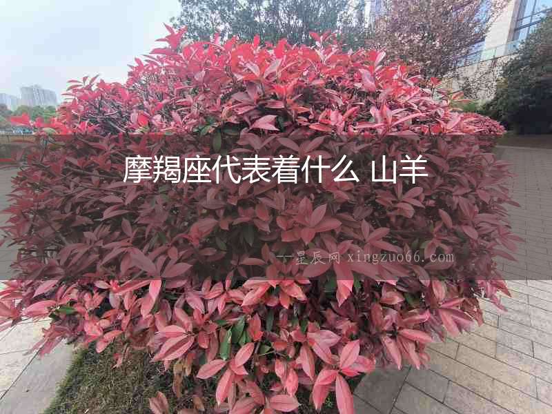 摩羯座代表著什么 山羊