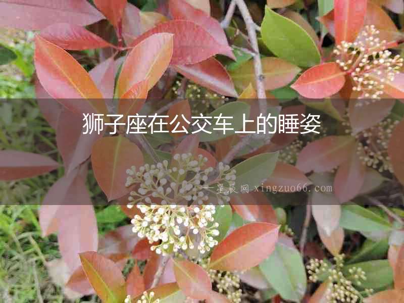 獅子座在公交車上的睡姿
