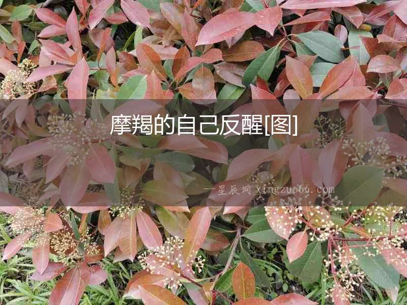 摩羯的自己反醒[圖]