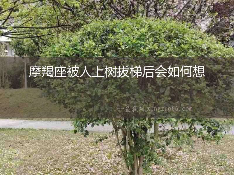 摩羯座被人上樹拔梯后會(huì)如何想