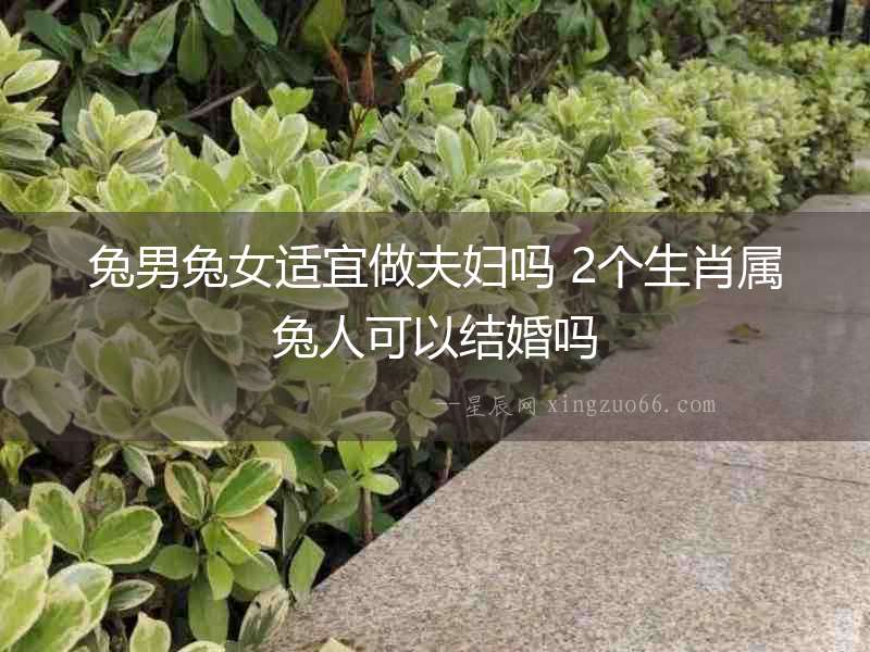 兔男兔女適宜做夫婦嗎 2個生肖屬兔人可以結婚嗎