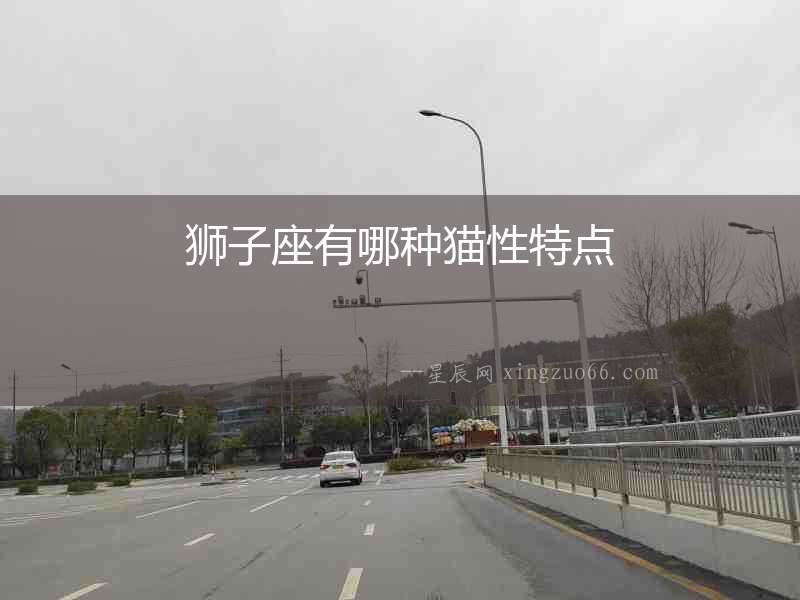 獅子座有哪種貓性特點