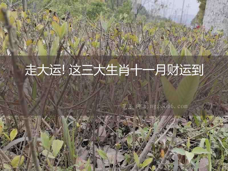 走大運(yùn)! 這三大生肖十一月財(cái)運(yùn)到