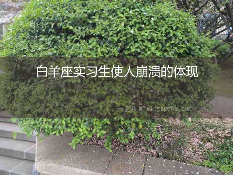 白羊座實習生使人崩潰的體現