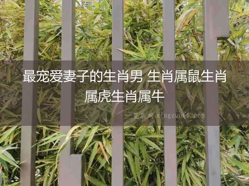 最寵愛妻子的生肖男 生肖屬鼠生肖屬虎生肖屬牛