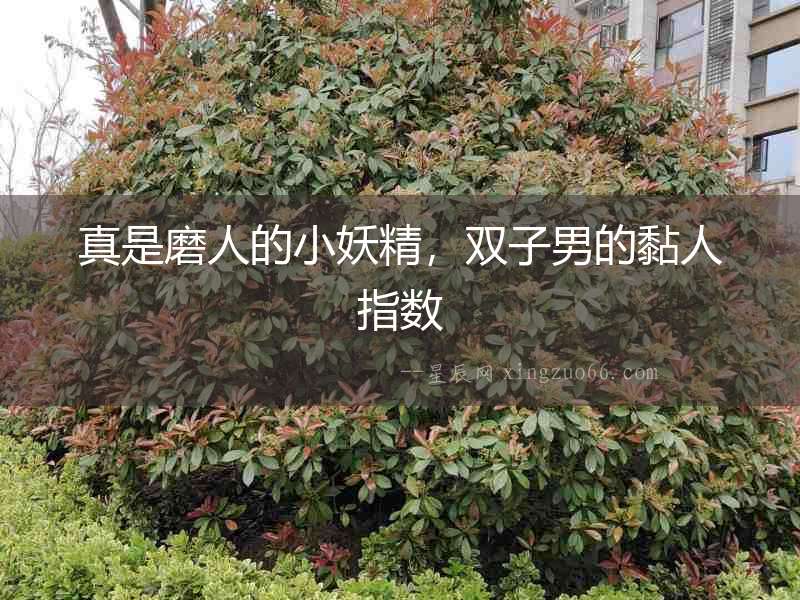 真是磨人的小妖精，雙子男的黏人指數