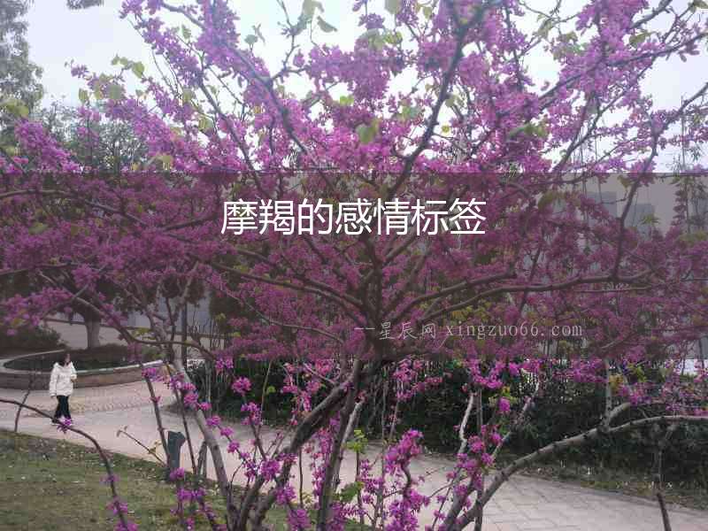摩羯的感情標(biāo)簽　