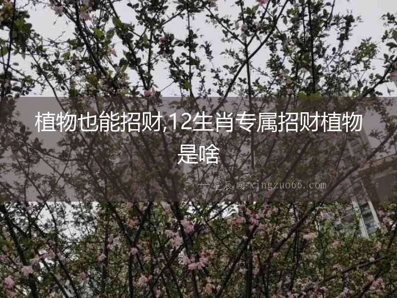 植物也能招財(cái),12生肖專屬招財(cái)植物是啥
