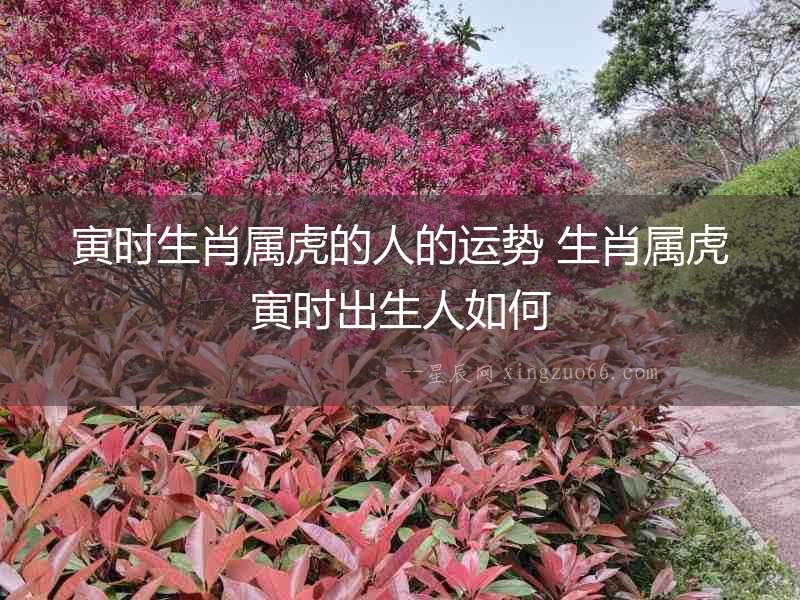 寅時(shí)生肖屬虎的人的運(yùn)勢(shì) 生肖屬虎寅時(shí)出生人如何