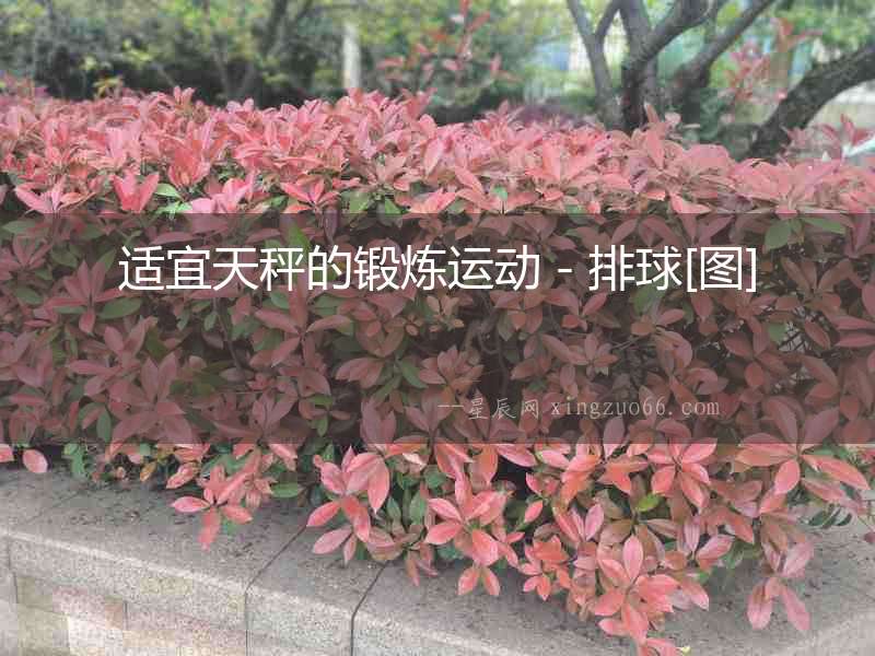 適宜天秤的鍛煉運動－排球[圖]