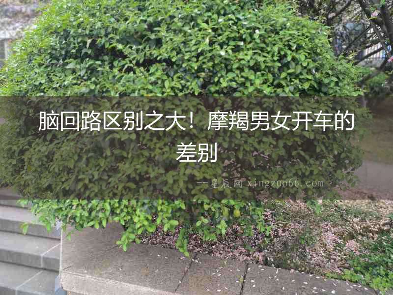 腦回路區別之大！摩羯男女開車的差別