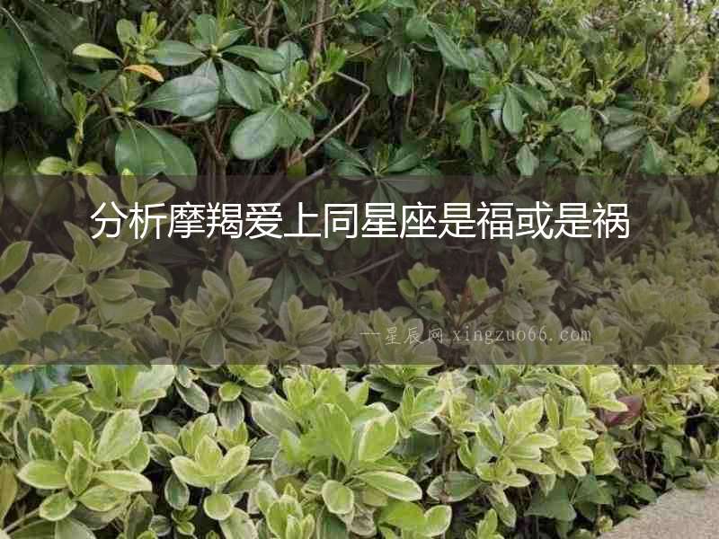 分析摩羯愛上同星座是福或是禍 分析摩羯愛上同星座是?;蚴堑? width=