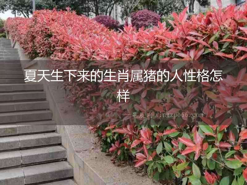 夏天生下來的生肖屬豬的人性格怎樣