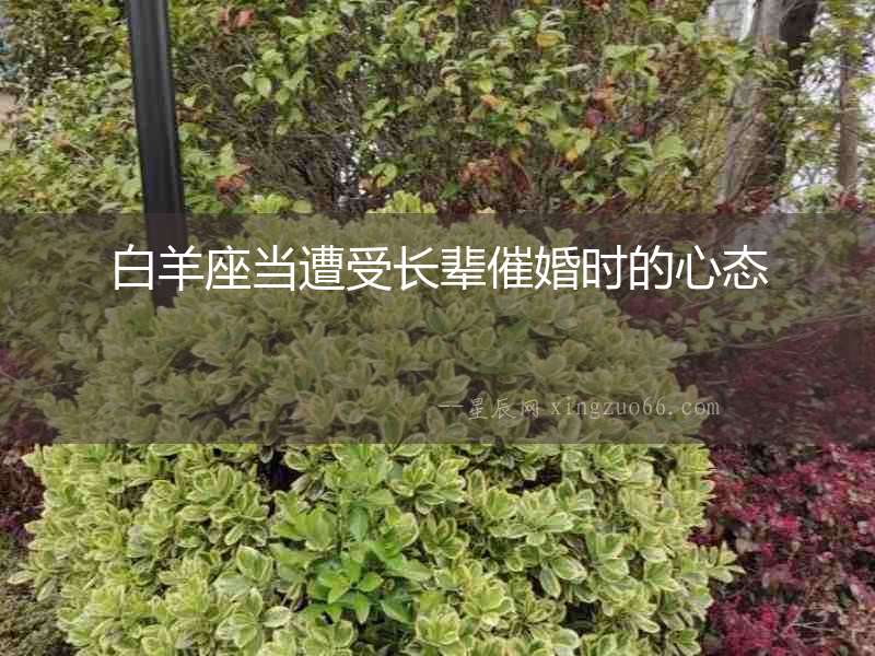 白羊座當(dāng)遭受長輩催婚時的心態(tài)