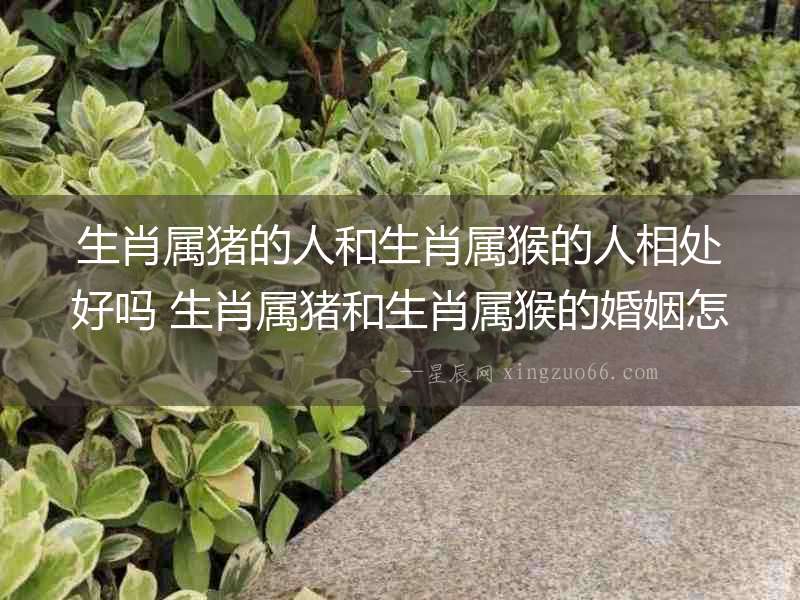 生肖屬豬的人和生肖屬猴的人相處好嗎 生肖屬豬和生肖屬猴的婚姻怎樣