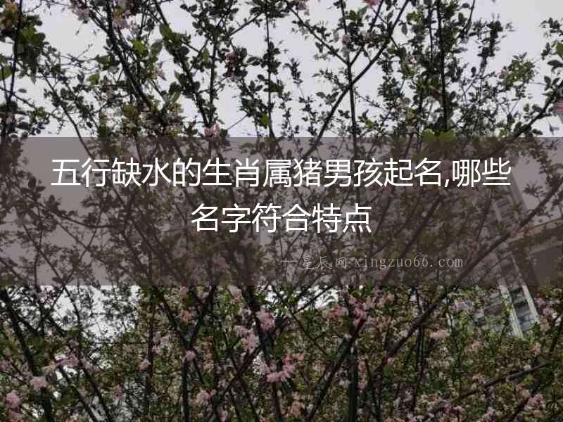 五行缺水的生肖屬豬男孩起名,哪些名字符合特點(diǎn)