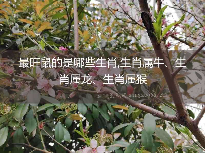 最旺鼠的是哪些生肖,生肖屬牛、生肖屬龍、生肖屬猴