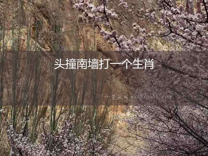 頭撞南墻打一個生肖