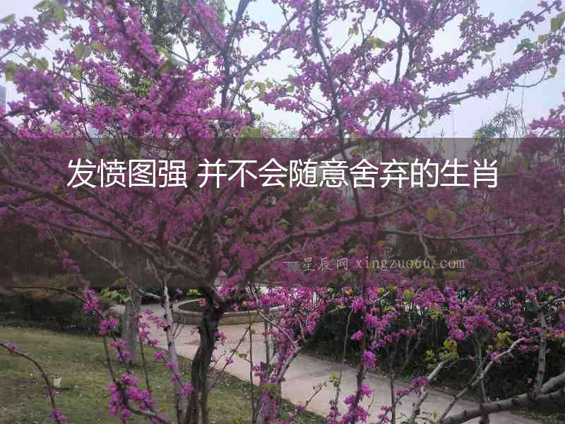發(fā)憤圖強(qiáng) 并不會(huì)隨意舍棄的生肖