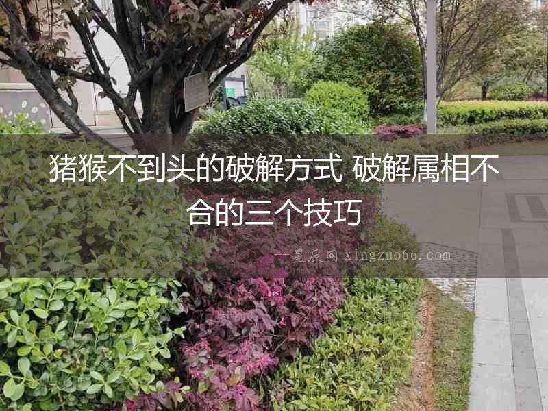 豬猴不到頭的破解方式 破解屬相不合的三個(gè)技巧