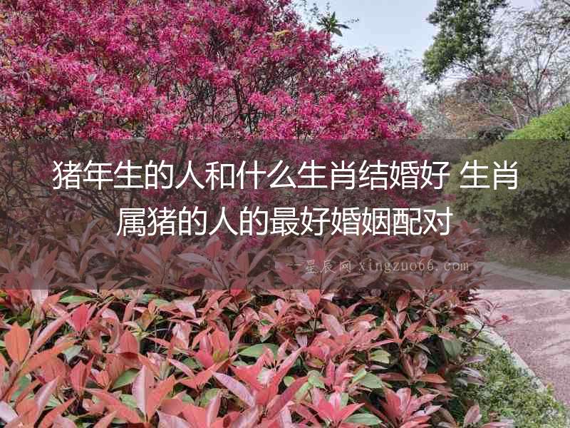 豬年生的人和什么生肖結(jié)婚好 生肖屬豬的人的最好婚姻配對(duì)