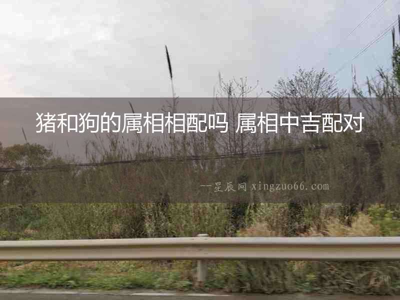 豬和狗的屬相相配嗎 屬相中吉配對