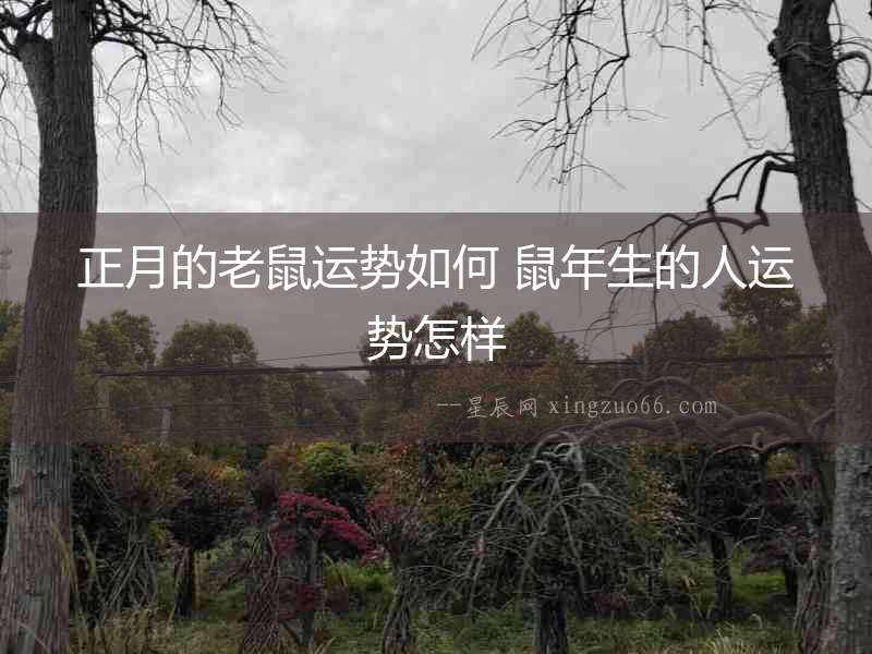正月的老鼠運勢如何 鼠年生的人運勢怎樣